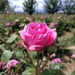 Trandafiri Rosa Damascena