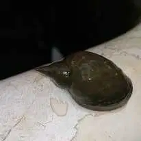 Melci de iaz Lymnaea Stagnalis