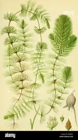 planta iaz lac acvariu ,melci ,nuferi Ceratophyllum demersum (Coșor)