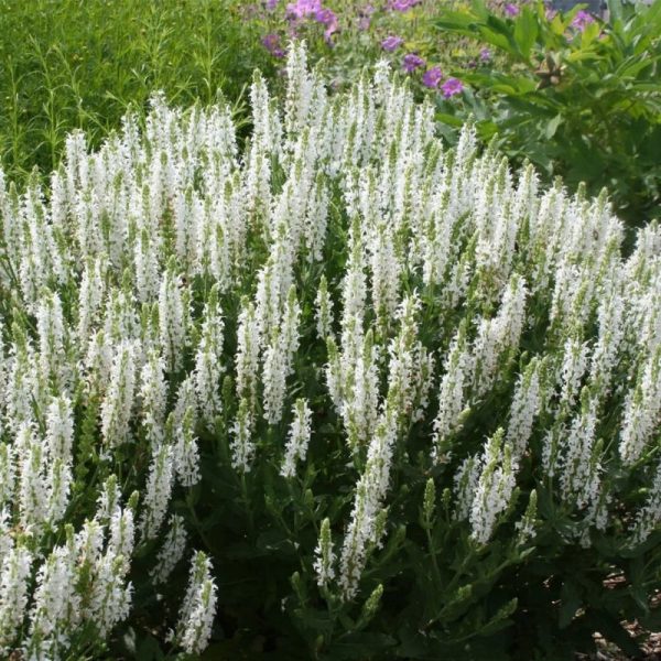 Salvia nemorosa schneehugel - salvie decorativa