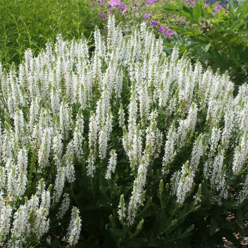 Salvia nemorosa schneehugel - salvie decorativa