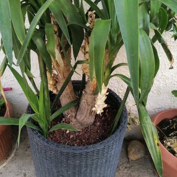 palmier yukka ca 1.5 m si puieti