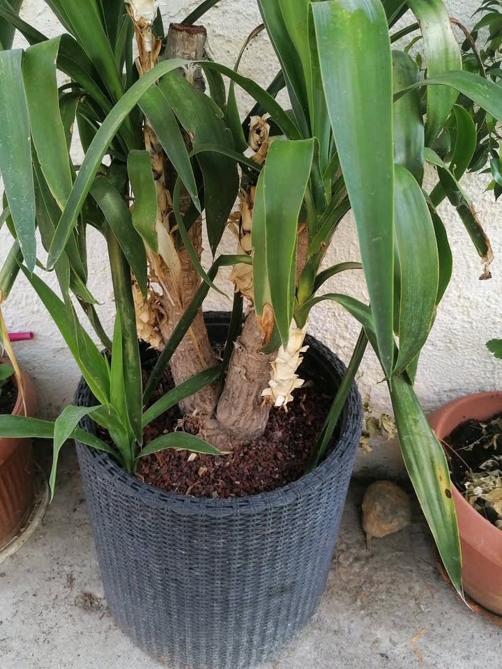 palmier yukka ca 1.5 m si puieti
