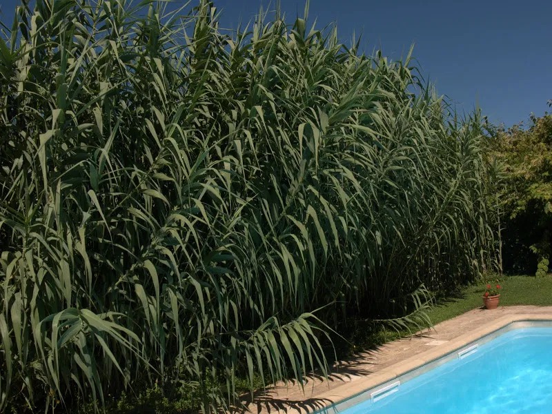 planta trestie uriasa arundo donax - imagine 2