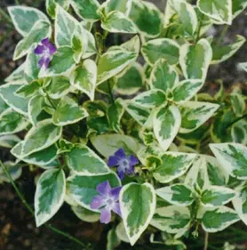 Saschiu (Vinca major Variegata)