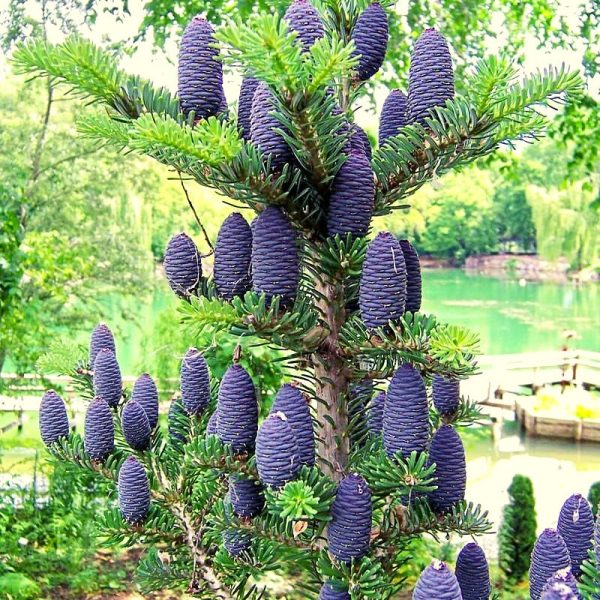 Brad corean (Abies koreana) ghiveci 10/ 20 cm