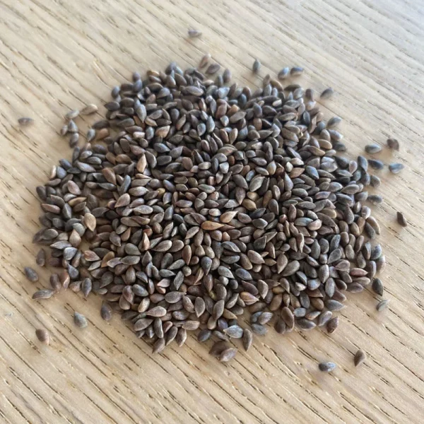 Picea pungens glauca seminte 100 buc