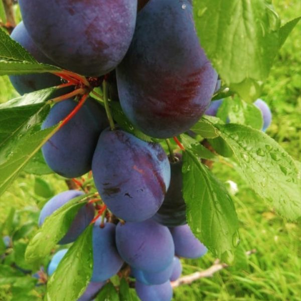Prune Stanley si Tuleu gras