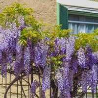 seminte glicinia wisteria si plantute puiet