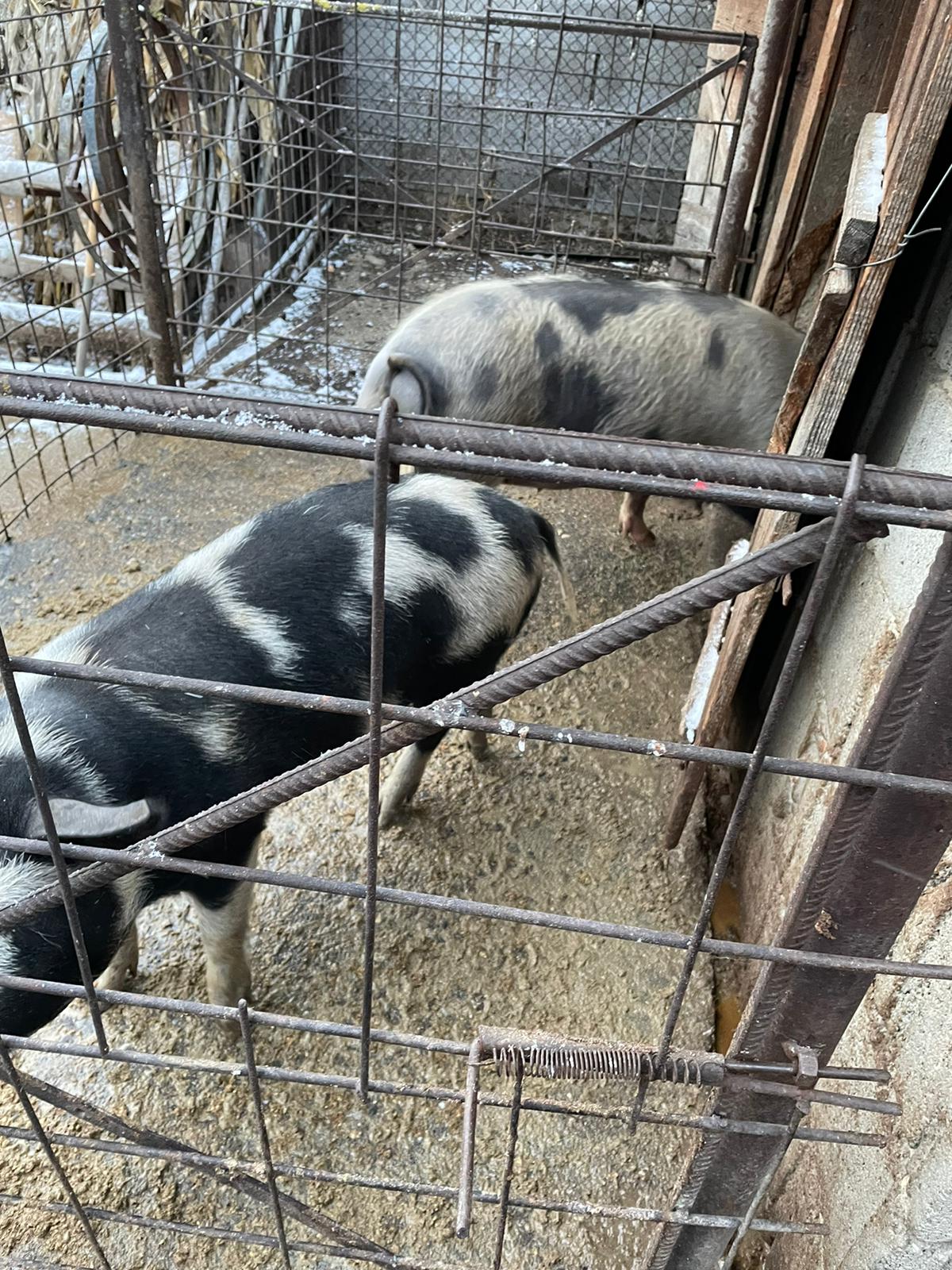 Porc Pentru Sacrificat - imagine 5