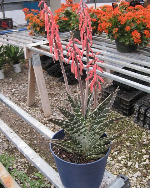 Aloe variegata, Tiger Aloe