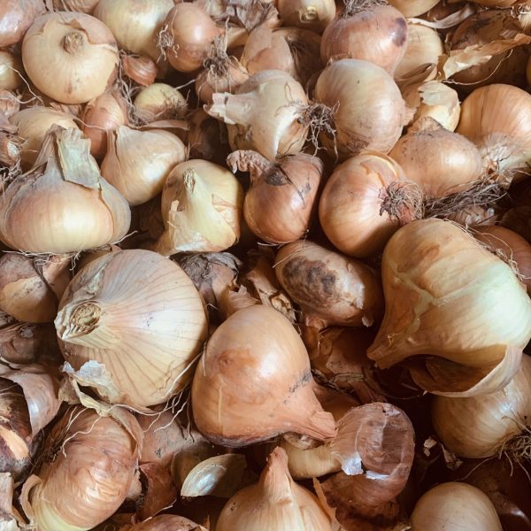 Ceapa galbena