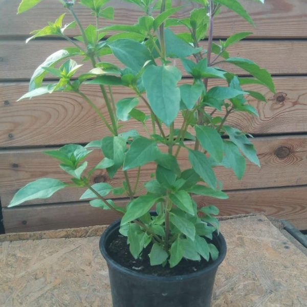 Busuioc Scortisoara in ghiveci