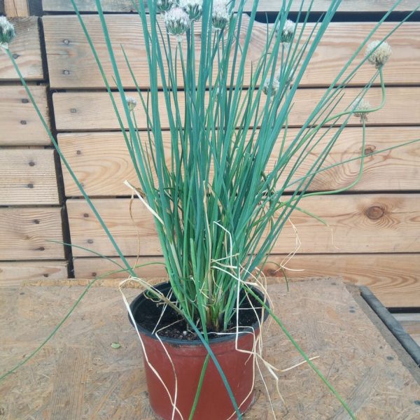 Chives (ceapa de tuns) in ghiveci