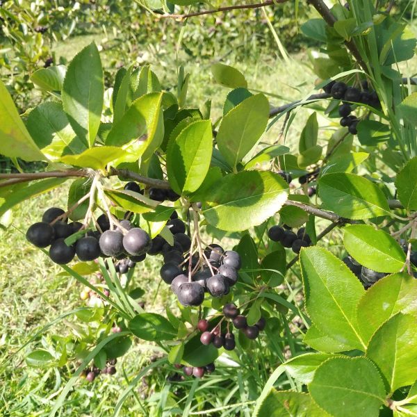Vand fructe Aronia