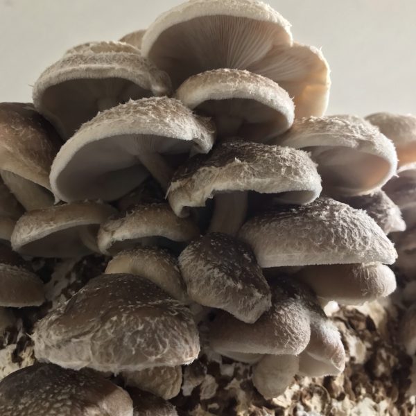 Ciuperci shiitake