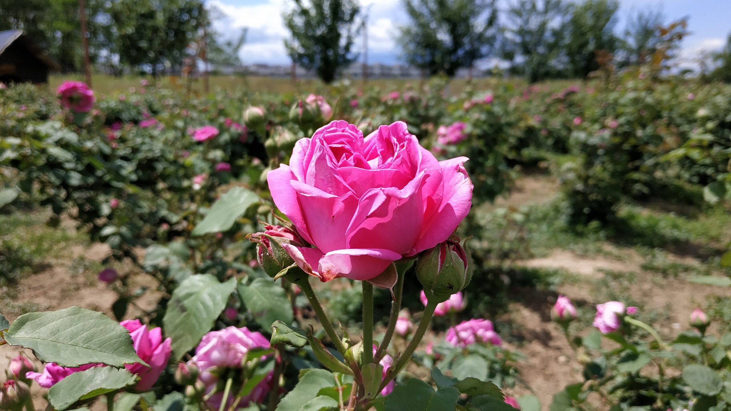 Trandafiri de dulceață SACHSENGRUSS