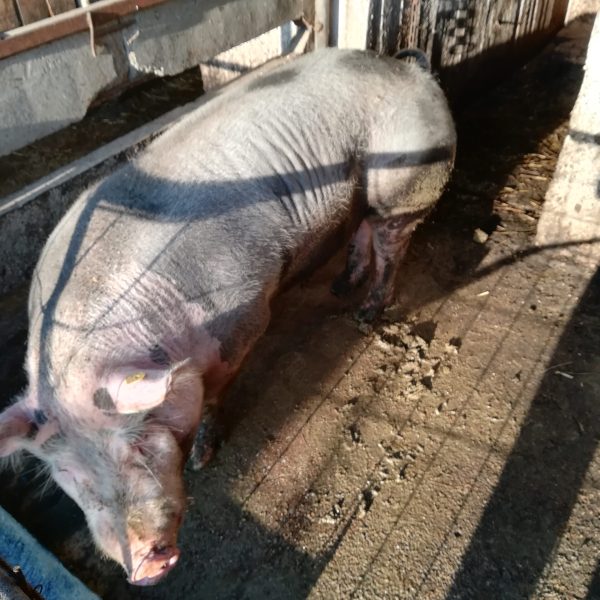 Porci purcei si groștei