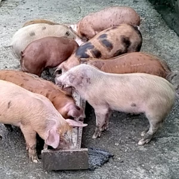 Porcii de vânzare rasă Durok și Petrean