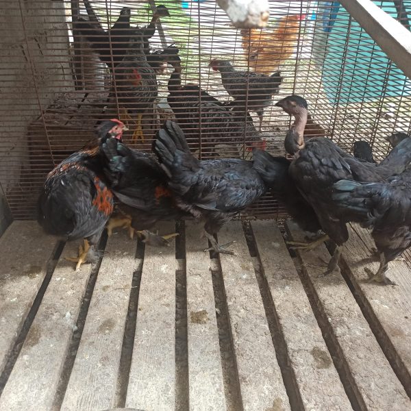 Vând 5 puicuțe și un cocoș din rasa ouătoare.