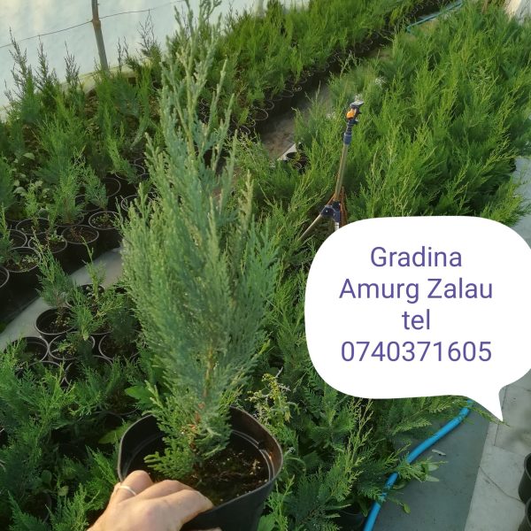 Gard viu Leylandii 50/60cm