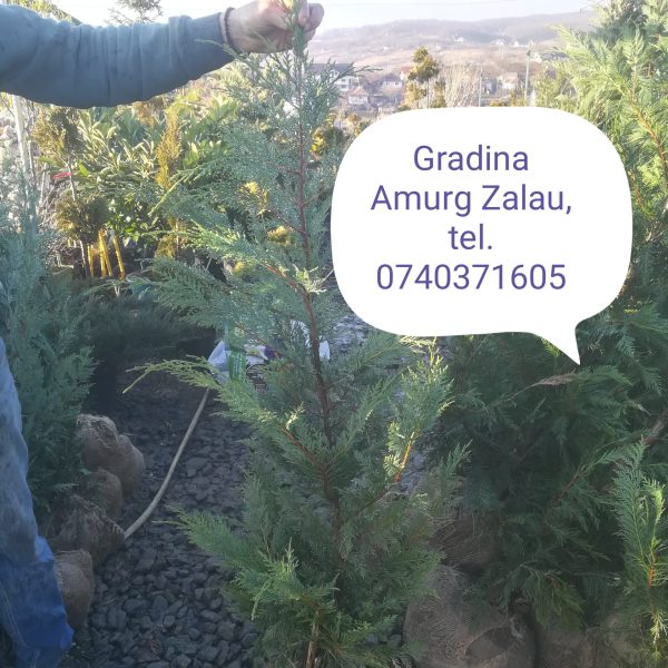 Chiparos Leylandii gard viu