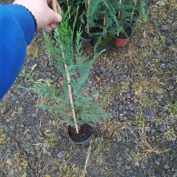Chiparos Leylandii la 1m