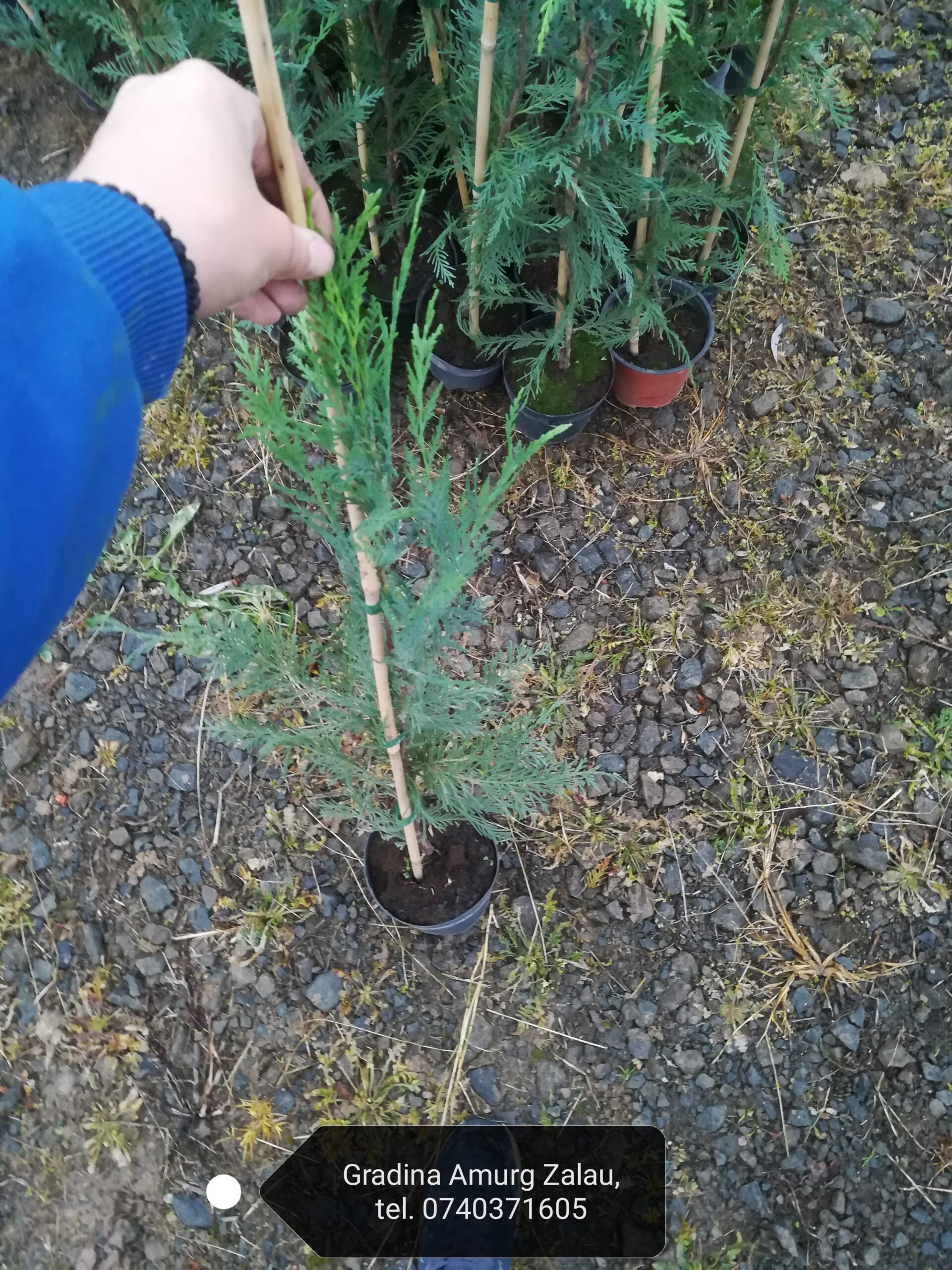Chiparos Leylandii la 1m