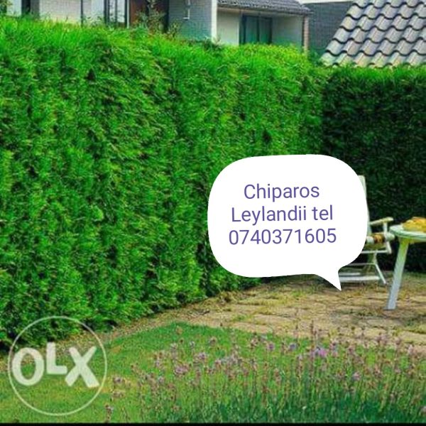 Gard viu Chiparos Leylandii