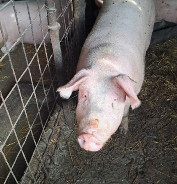 Porci pentru Crăciun