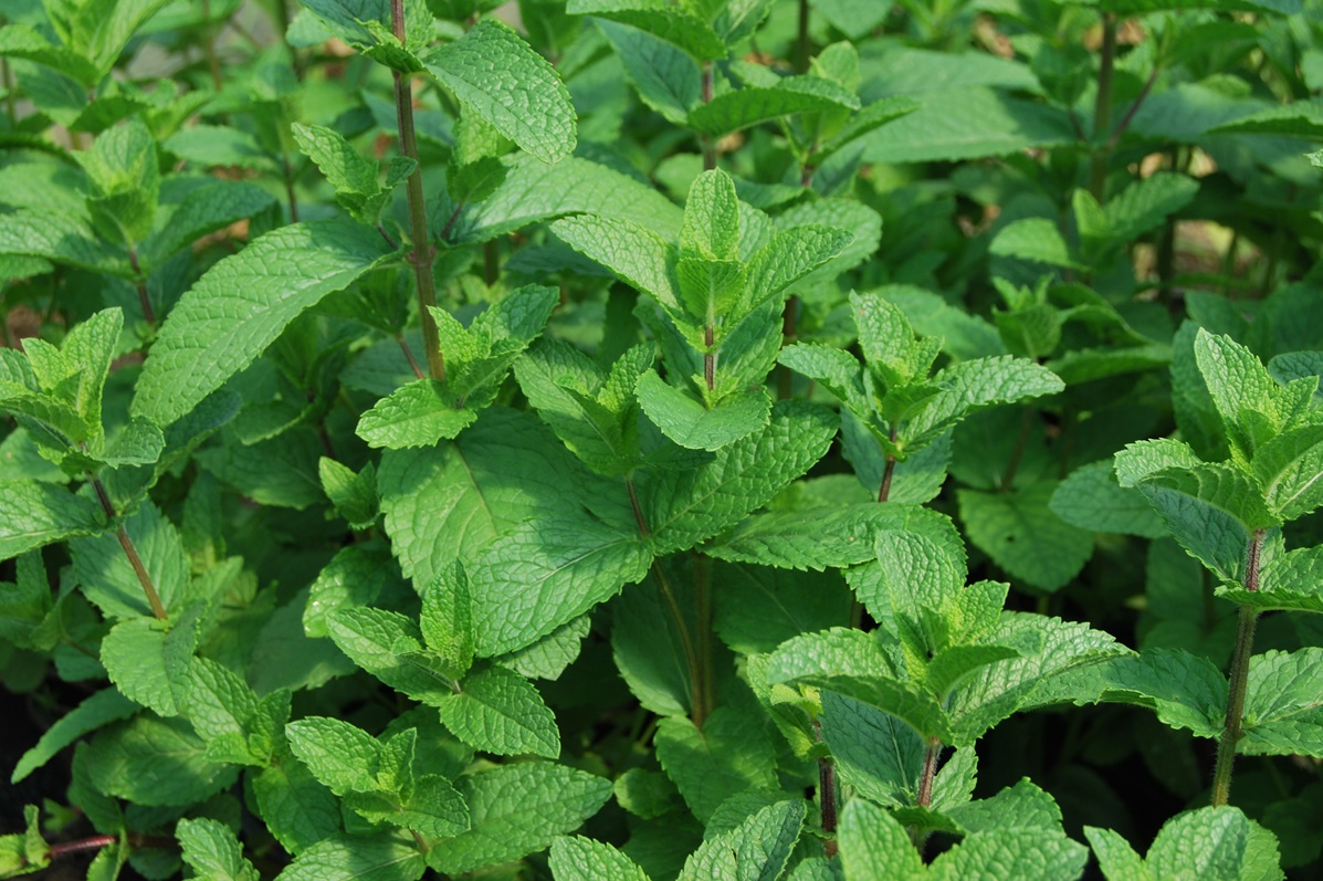 Menta Olandeza in ghiveci - imagine 2
