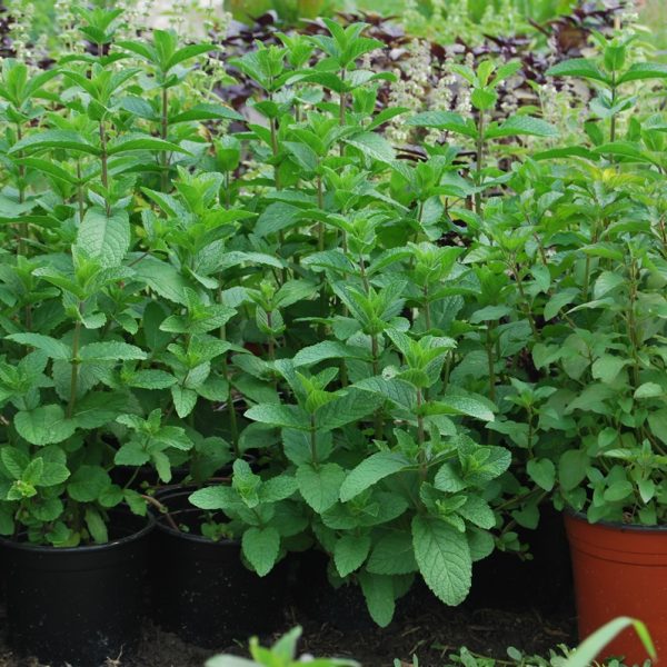 Menta Olandeza in ghiveci