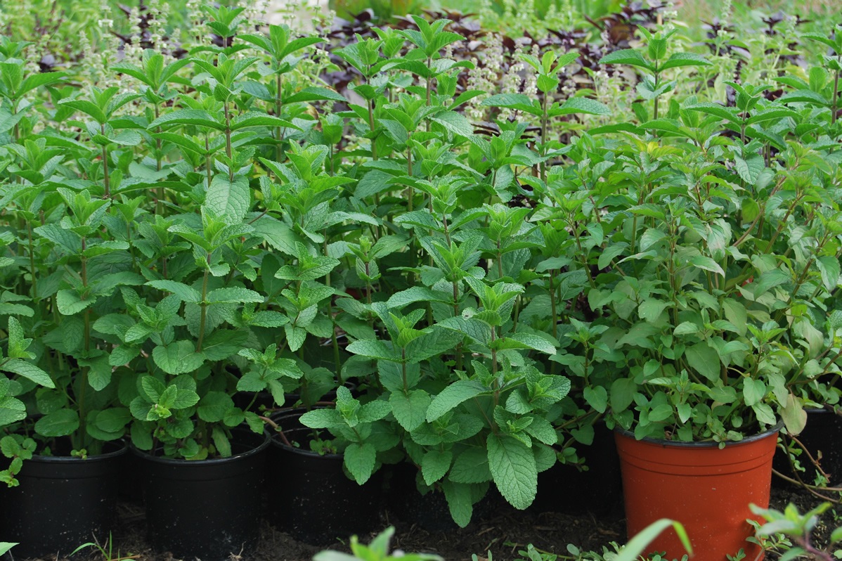 Menta Olandeza in ghiveci