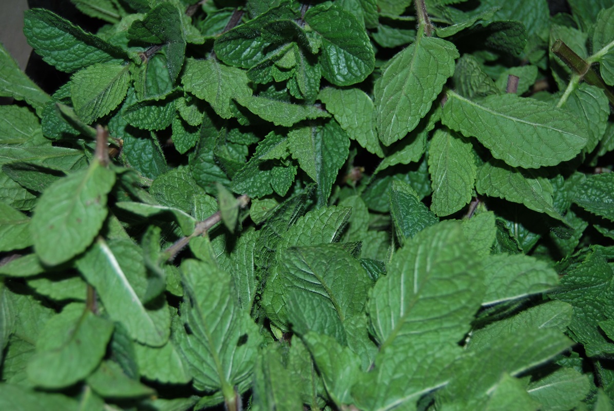 Menta olandeza proaspata - 1 kg - imagine 2