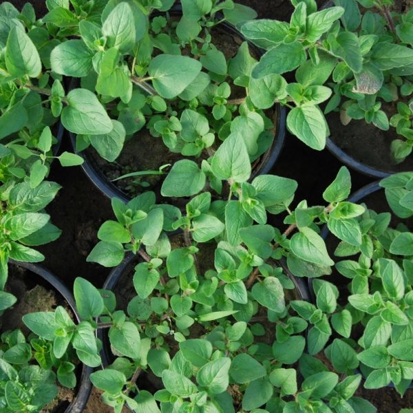 Oregano in ghiveci