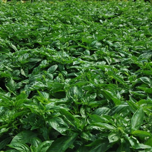 Busuioc verde proaspat - 1 kg