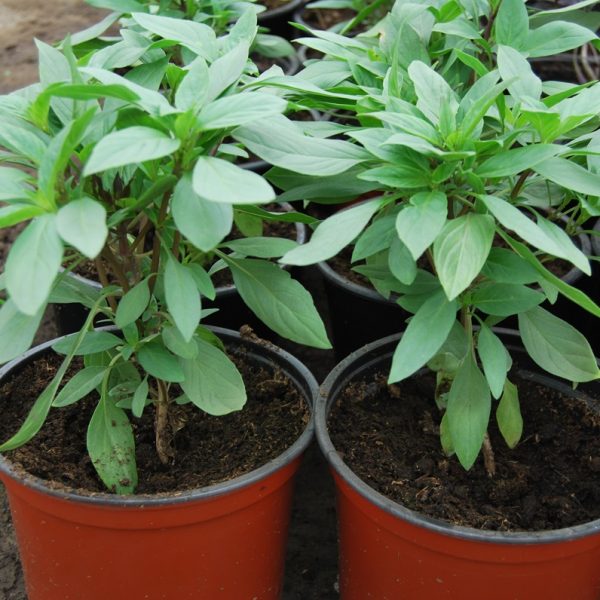 Busuioc tailandez in ghiveci