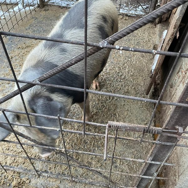 Porc Pentru Sacrificat