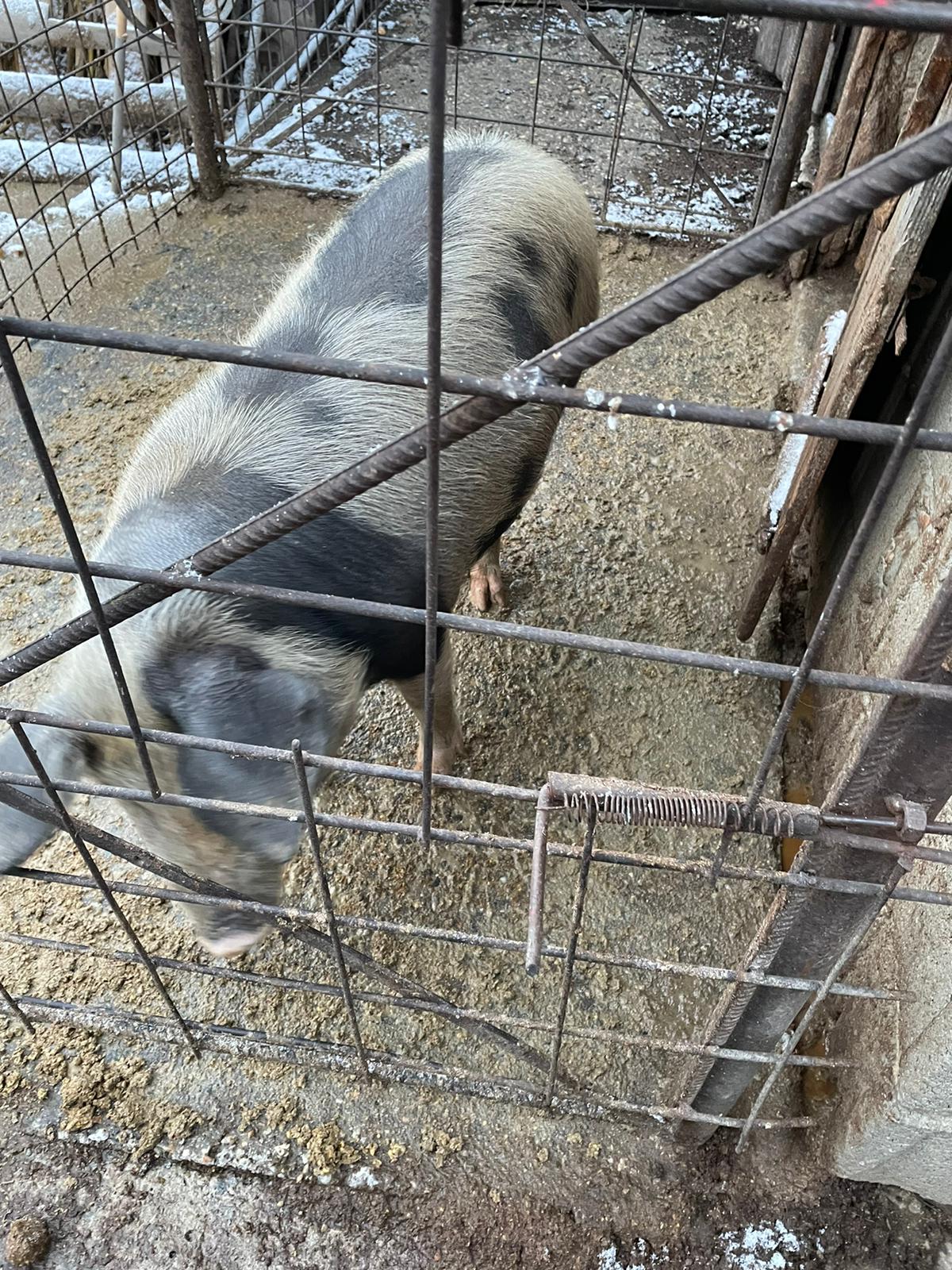 Porc Pentru Sacrificat