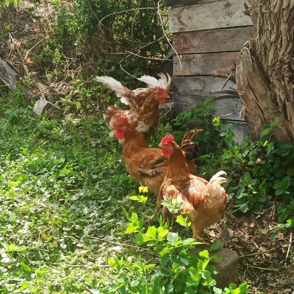 Vând cocoși din rasa mixta, tineri