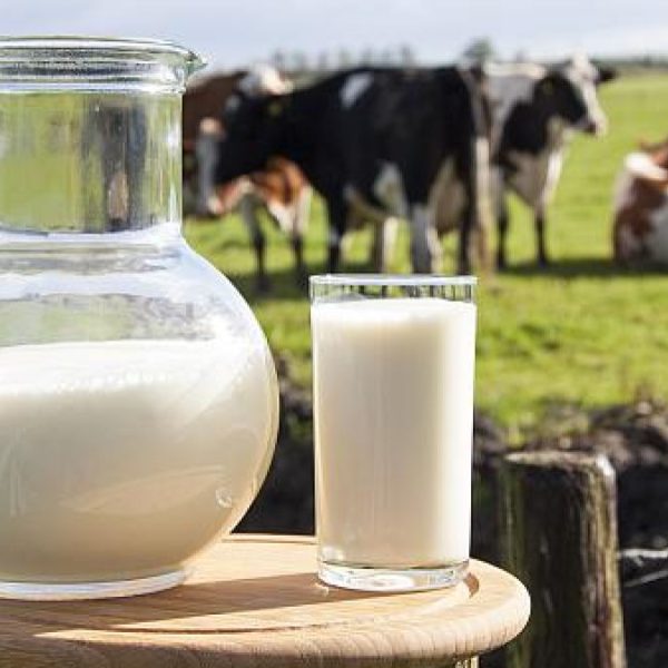 Lapte de vaca