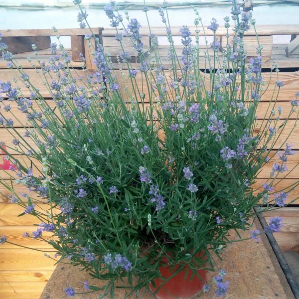 Lavanda la ghiveci