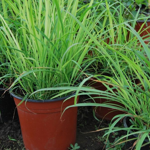 Citronela (Lemon grass)