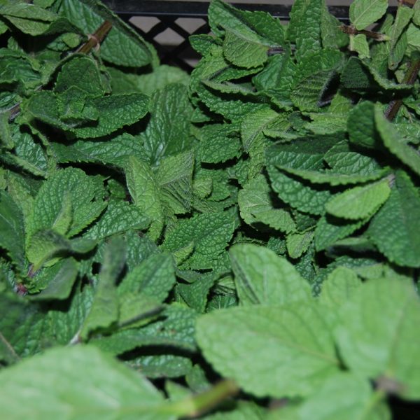 Menta olandeza proaspata - 1 kg