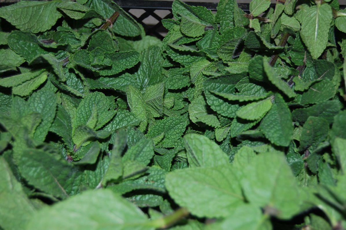 Menta olandeza proaspata - 1 kg
