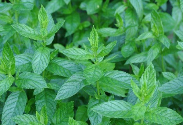 Menta salbatica