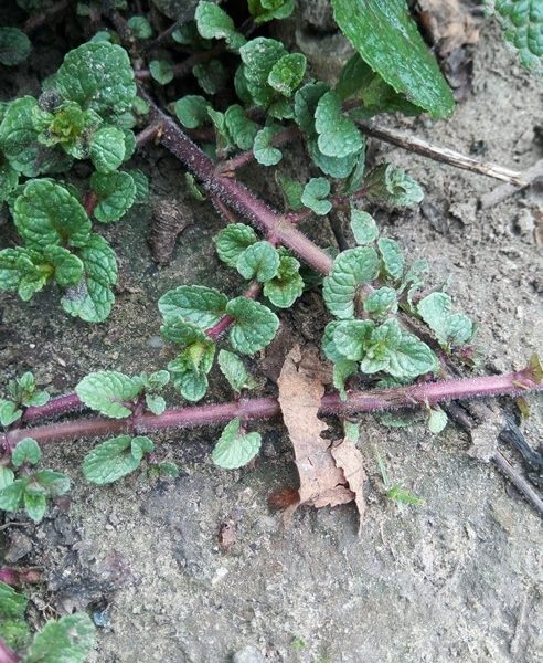 Menta olandeza Stoloni radacina