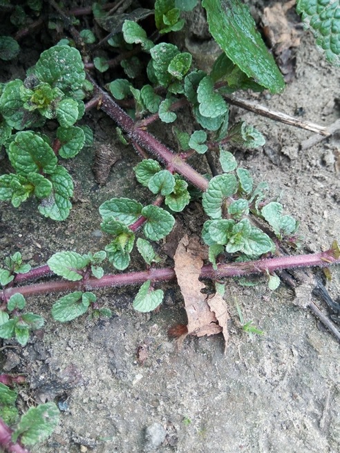 Menta olandeza Stoloni radacina