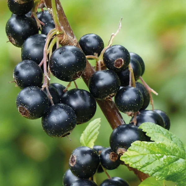 Coacaz negru (Ribes nigrum Titania)