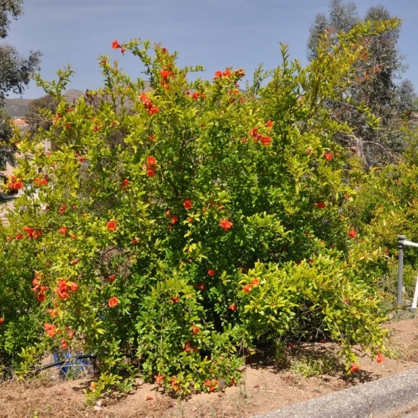 Rodie (Punica Granatum Wonderful